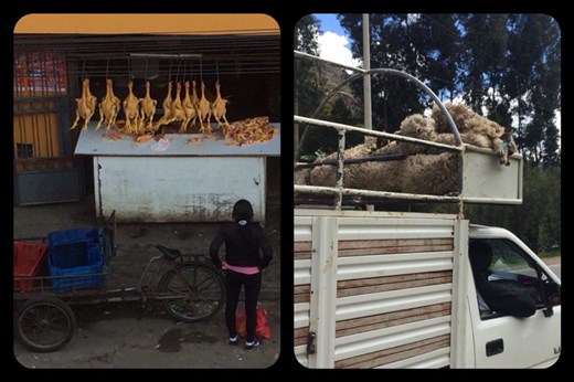 You really get a close-up look at 'farm-to-table' food in Peru! We'll spare you the photos of the butchering though - that's done in quite openly in all markets. They find a use for all the bits and pieces here, nothing goes to waste. Surprisingly we're still not vegetarians! :-) The chickens are across the street from our hostel, live ones arrive every morning ... you get the picture. 