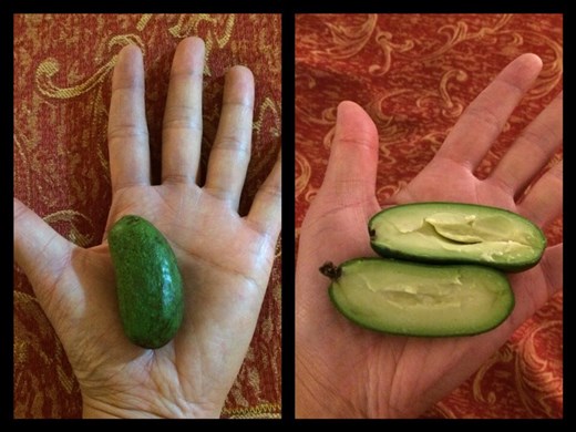 The smallest avocado we've ever seen! So small! Just pop it in your mouth. We ate like 10 of them in one sitting. 