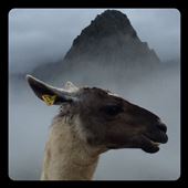 Plusieurs lamas comme celui-ci sur le site : by finally, Views[390]