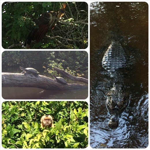 Another grumpy but cute cappuccino monkey. And a cayman, who had the annoying habit of hanging out a lot near our lodge. 