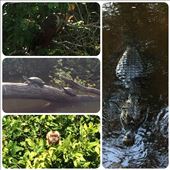 Another grumpy but cute cappuccino monkey. And a cayman, who had the annoying habit of hanging out a lot near our lodge. : by finally, Views[490]