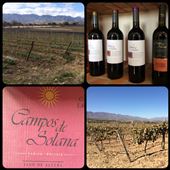 During our excursion on the ruta del vino in Tarija. Since we were only a group of 2, we had to finish the bottle of wine ourselves for the first tasting. At 9:30am. No joke. :-( I could barely sit up straight in the car after. Don't remember much after that, I think we did other vineyards. But I'm not really sure ...: by finally, Views[526]