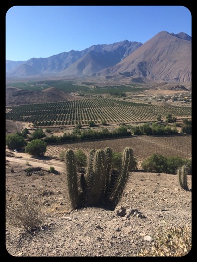Si, ce sont des vignes. Mais non, malheureusement c'est pas pour faire du vin. :-( C'est pour faire du pisco, eau-de-vie à base de raisins. 