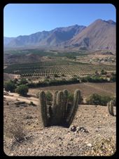 Si, ce sont des vignes. Mais non, malheureusement c'est pas pour faire du vin. :-( C'est pour faire du pisco, eau-de-vie à base de raisins. : by finally, Views[406]