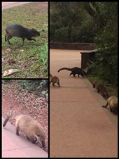 Genre de rats géants dont je ne connais pas le nom. Les sortes de ratons laveurs tropicaux appelés coaties sont nombreux sur le site des chutes car les touristes les nourrissent malgré que ça soit interdit. : by finally, Views[327]