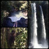 Petite promenade de 6 km dans la forêt tropicale avec une rencontre inattendue de petits singes. Arrivée à une double cascade perdue dans la forêt. : by finally, Views[2915]