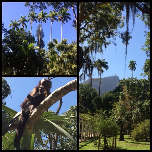 Botanical garden with wild monkeys 