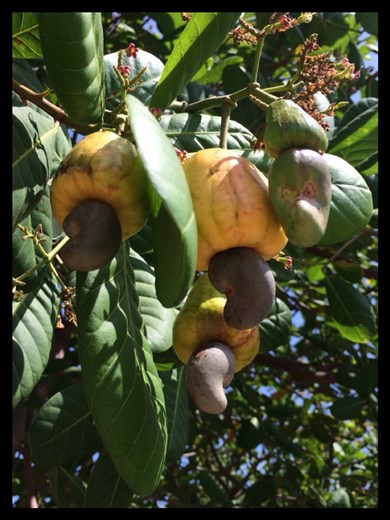 Fruits de cajou et la noix de cajou