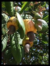 Fruits de cajou et la noix de cajou: by finally, Views[382]