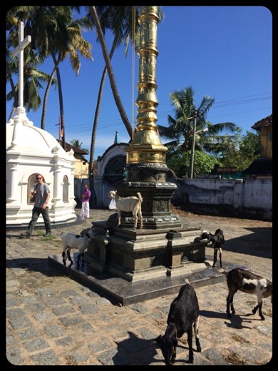 Goats are everywhere even in sacred places. 