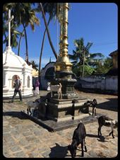 Goats are everywhere even in sacred places. : by finally, Views[283]