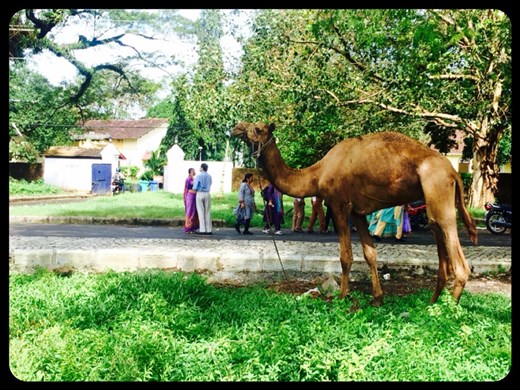 Walking the streets of Fort Kochi... ;-) 