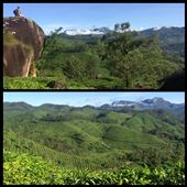 Hike in the tea plantations of Munnar. There are tea plantations as far as the eye can see, unbelievable!: by finally, Views[600]