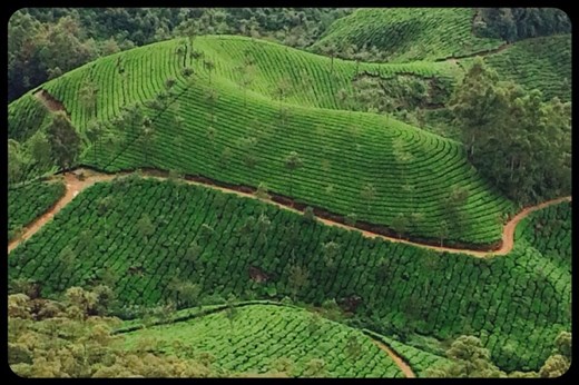 Tea plantation. They only pick the 3-4 leaves at the top of the bush every 15 days. Green, black and white tea come from the same bush.  