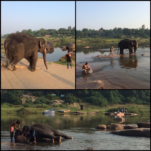 Nous avons participé au bain de l'éléphant d'un des temples de Hampi. Ça a duré plus d'une heure, il le nettoie à fond. 