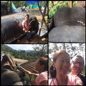 Promenade à dos d'éléphant à Munnar! Vaut mieux pas qu'il se mette à galoper. ;-) : by finally, Views[356]