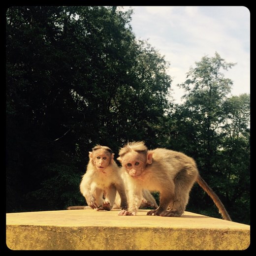 Près de Munnar. Super mignons les jeunes singes et pas peureux du tout. 