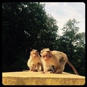 Près de Munnar. Super mignons les jeunes singes et pas peureux du tout. : by finally, Views[364]