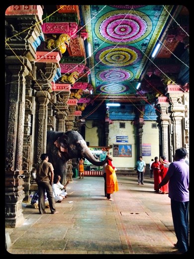 Les gens se font mettre la trompe de l'éléphant sur la tête en signe de bonne chance. 