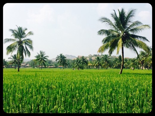 Rizière à Hampi 