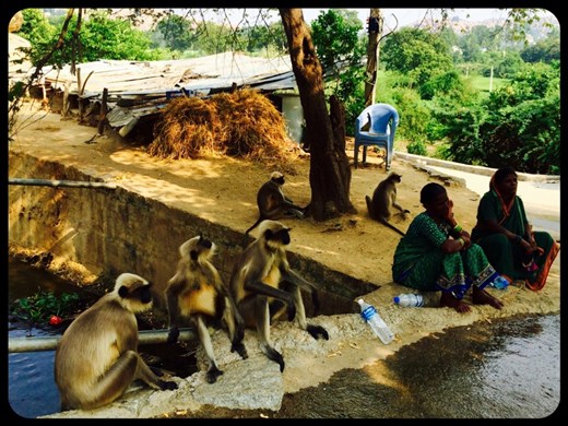 En bas des 500 marches menant au temple du dieu singe...bonne cohabitation! ;-) 