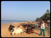Did you know that cows love going to the beach? Yep! Not only do they obstruct traffic but they get up early and steal all the good spots on the beach. :-(: by finally, Views[366]