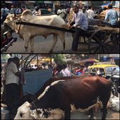 Cows in the streets of India. Traffic jams are nothing to get angry about in India, it's just part of life! People are much calmer than in NY! Luckily people enjoy getting their picture taken so the guy in the top was posing a bit. : by finally, Views[631]