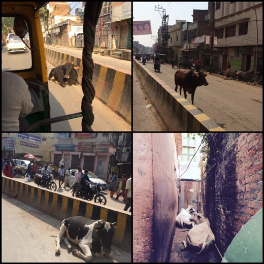 They cause traffic jams, they poop everywhere, they eat garbage. :-( But they're holy! They appear to be homeless but they're not, the owners let them wander but milk them regularly.  Cheap since the owner doesn't really feed them!