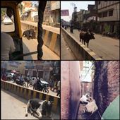 They cause traffic jams, they poop everywhere, they eat garbage. :-( But they're holy! They appear to be homeless but they're not, the owners let them wander but milk them regularly.  Cheap since the owner doesn't really feed them!: by finally, Views[515]