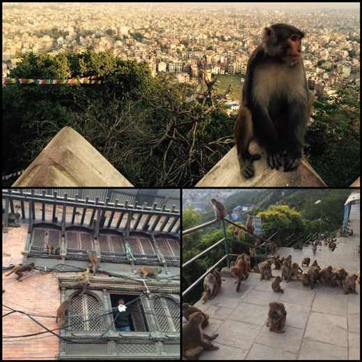 Ce temple est aussi appelé le temple du singe car il est habité par de nombreux singes qui grimpent partout et essaient de voler la nourriture des visiteurs. 