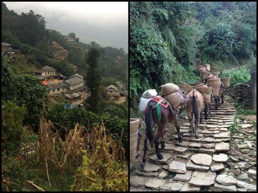 During our descent on the 3rd day. You see the authentic life of Nepali people in the Himalayas. These mules carry such heavy things up and down the steep mountains. 