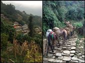 During our descent on the 3rd day. You see the authentic life of Nepali people in the Himalayas. These mules carry such heavy things up and down the steep mountains. : by finally, Views[692]