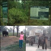 Parc national de Chitwan au Népal. Nous n'avons malheureusement pas vu de rhinocéros mais beaucoup d'éléphants se promenant dans les rues. Nous avons visité un élevage d'éléphants d'où la photo avec un éléphanteau. : by finally, Views[312]