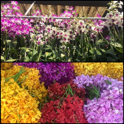 Orchidées de toutes sortes et de toutes les couleurs au marché aux fleurs de Bangkok. 