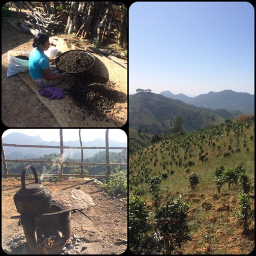The three different stages of green tea consumption. 