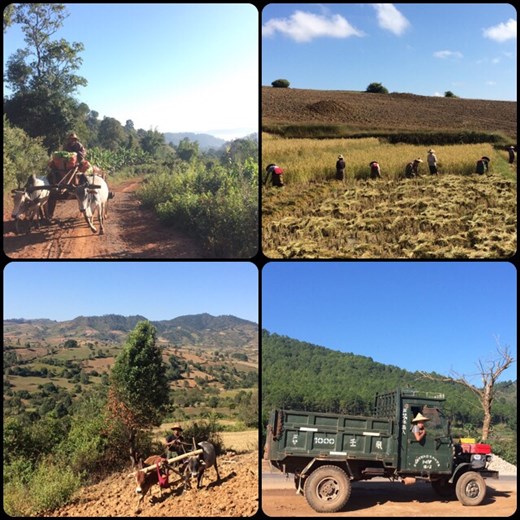 Authentic scenes of rural Myanmar life while trekking. 