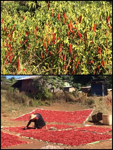 Chili pepper harvest time!
