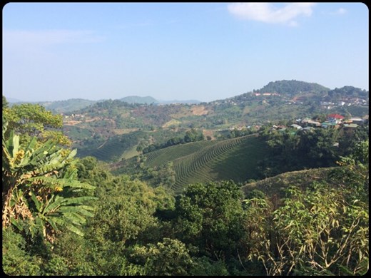 Mae Salong a été fondée par le 93e régiment du Kuomindang (KMD). Ce régiment chinois, qui se revendique nationaliste, opposé au communisme de Mao, s’est d’abord réfugié au Myanmar après la révolution chinoise de 1949, avant d’en être chassé au début des années 1960. Ils se sont alors établis au nord de la Thaïlande en recréant une société à l’identique de celle qu’ils avaient quittée au Yunnan. Cette ville est donc chinoise, voire yunnanaise. 