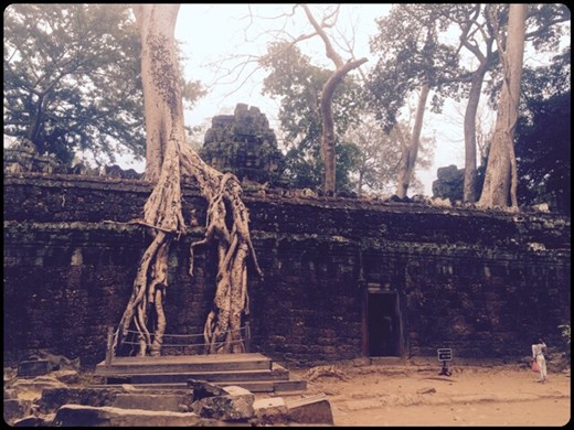Strangler fig trees and creeping lichens devour ruins at Ta Prohm at Angkor, once home to hundreds of monks.
