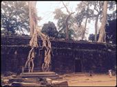 Strangler fig trees and creeping lichens devour ruins at Ta Prohm at Angkor, once home to hundreds of monks.: by finally, Views[367]