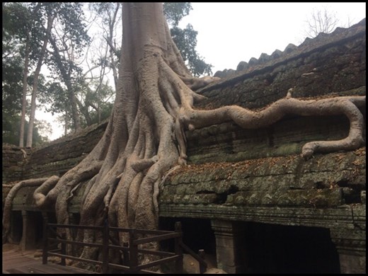 That's the tree in the movie! ;-) 