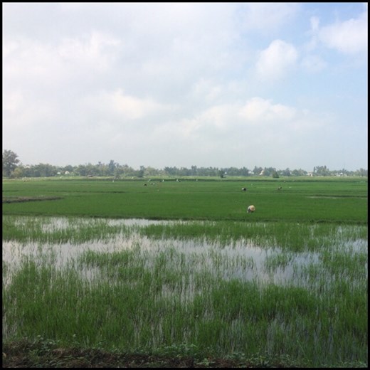 Rice field on our way to the beach in Hoi An. 