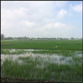 Rice field on our way to the beach in Hoi An. : by finally, Views[249]
