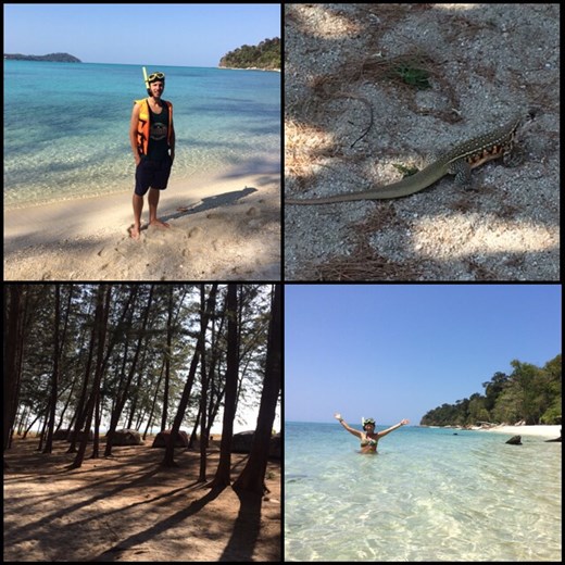 Great snorkeling in Koh Adang! Thumbs up! We even saw a big moray! 
The camping site under the big pine trees. 
Big lizards everywhere on the island. 