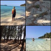 Great snorkeling in Koh Adang! Thumbs up! We even saw a big moray! 
The camping site under the big pine trees. 
Big lizards everywhere on the island. : by finally, Views[338]