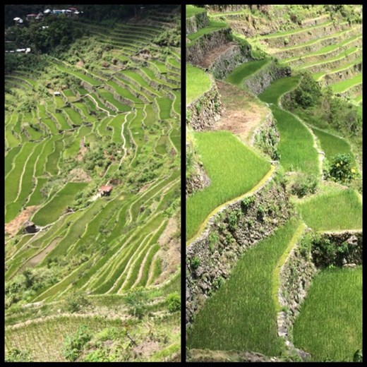 Rizières de plus près. 