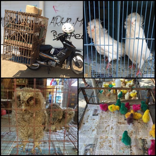 Bird market in Yogyakarta. 
