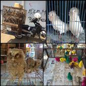 Bird market in Yogyakarta. : by finally, Views[263]