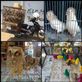 Bird market in Yogyakarta. : by finally, Views[276]