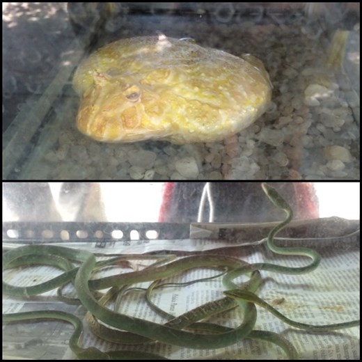 Which pet is the cutest?!? ;-( lol